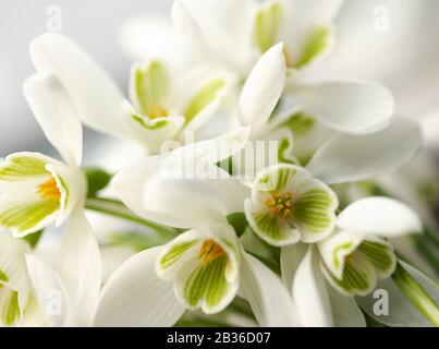 Groupe de Snowdrops dans un groupe Banque D'Images