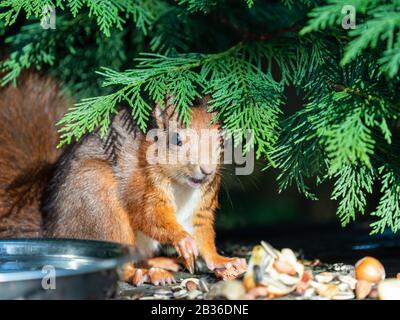 Écureuil rouge eurasien captif (Sciurus vulgaris) Banque D'Images