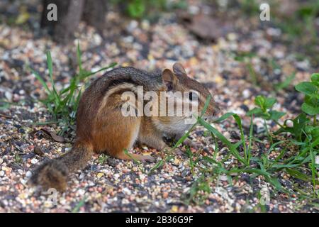 États-Unis, Michigan, Chipmunk oriental (Tamias striatus) Banque D'Images