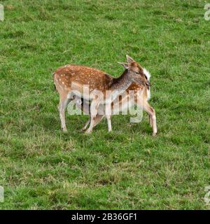 Jeune cerf et mère ( dama dama ) Banque D'Images