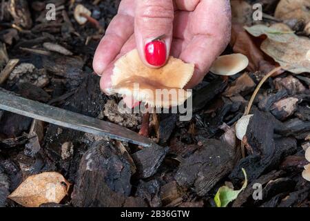 France, Bas Rhin, capot Scotch (Marasmius oreades Banque D'Images