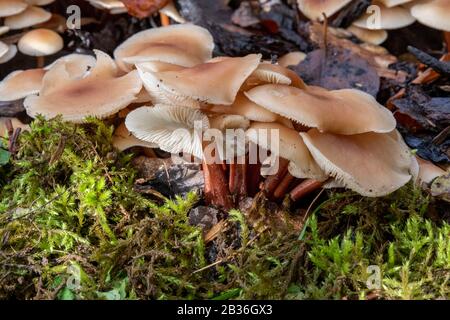 France, Bas Rhin, capot Scotch (Marasmius oreades Banque D'Images