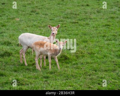 Jeune cerf et mère ( dama dama ) Banque D'Images