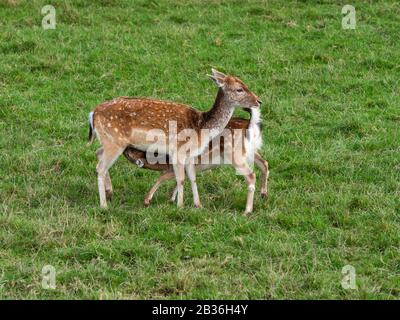 Jeune cerf et mère ( dama dama ) Banque D'Images