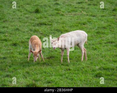 Jeune cerf et mère ( dama dama ) Banque D'Images