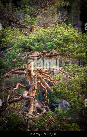 France, Alpes-Maritimes, Parc National du Mercantour, Valdeblore, col Saint-Martin, écorce rouge de pin sylvestre (Pinus sylvestris) Banque D'Images