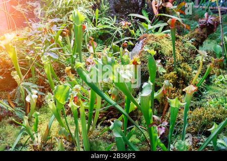 Plante de mangeant des insectes Sarracenia qui pousse dans le jardin Banque D'Images