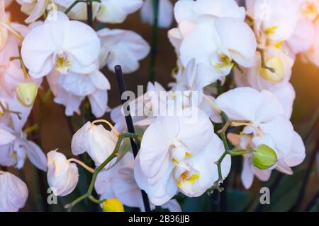 Fleurs d'orchidées blanches avec une teinte rose Banque D'Images