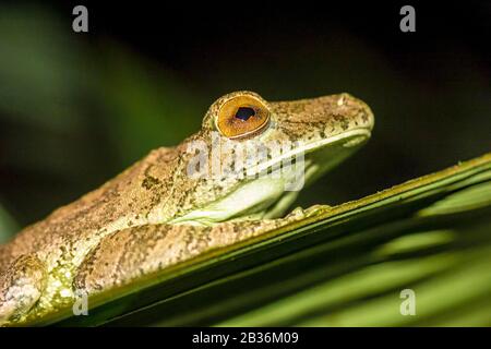 France, Guyane française, région non explorée à la frontière entre le coeur du parc amazonien de la Guyane française et La Réserve naturelle nationale de la Trinité, fin de la saison sèche, mission scientifique de l'inventaire multidisciplinaire du Haut Koursibo, les pieds du corbeau arc-en-ciel (Boana boans) ouvrent la paupière, la nuit Banque D'Images