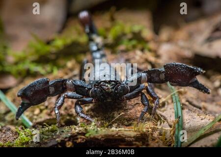 France, Guyane française, zone non explorée à la frontière entre le coeur du Parc amazonien de la Guyane française et La Réserve naturelle nationale de la Trinité, fin de la saison sèche, mission scientifique multidisciplinaire d'inventaire Haut Koursibo, scorpion Brotheas granulatus Banque D'Images