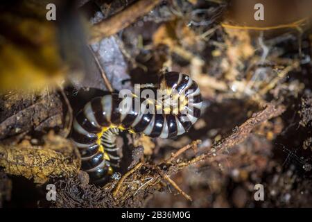 France, Guyane française, zone non explorée à la frontière entre le coeur du Parc amazonien de la Guyane française et La Réserve naturelle nationale de la Trinité, fin de la saison sèche, mission scientifique multidisciplinaire d'inventaire Haut Koursibo, Myriapode (millipede) dans une vieille souche de sous-croissance tropicale Banque D'Images