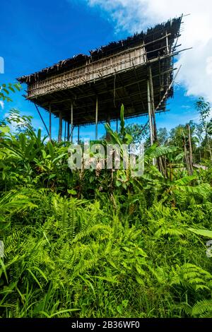 Indonésie, Papouasie Occidentale, Mabul, Expédition De Korowai Banque D'Images