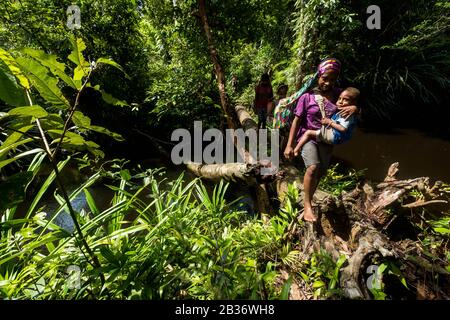 Indonésie, Papouasie Occidentale, Mabul, Expédition De Korowai Banque D'Images