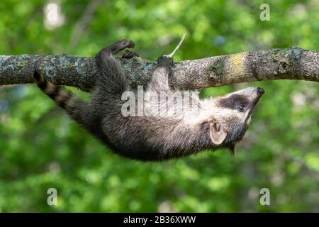 United Sates, Minnesota, Raccoon (Procyon lotor), dans un arbre, captif Banque D'Images