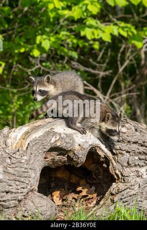 United Sates, Minnesota, Raccoon (Procyon lotor), dans un arbre, captif Banque D'Images