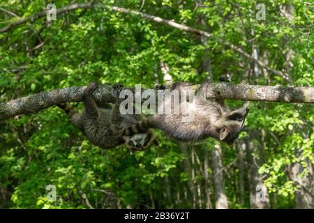 United Sates, Minnesota, Raccoon (Procyon lotor), dans un arbre, captif Banque D'Images