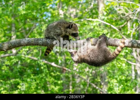 United Sates, Minnesota, Raccoon (Procyon lotor), dans un arbre, captif Banque D'Images