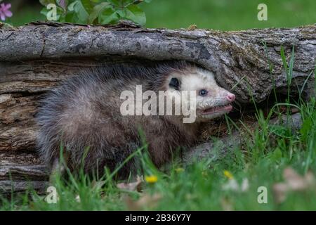 United Sates, Minnesota, Virginia opossum ou North American opossum (Didelphis virginiana), captive Banque D'Images