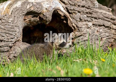 United Sates, Minnesota, Raccoon (Procyon lotor), dans un arbre, captif Banque D'Images