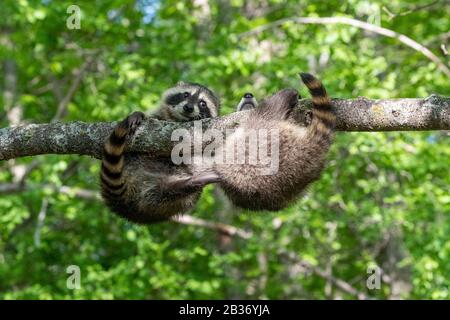 United Sates, Minnesota, Raccoon (Procyon lotor), dans un arbre, captif Banque D'Images