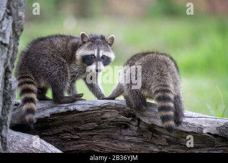 United Sates, Minnesota, Raccoon (Procyon lotor), captif Banque D'Images