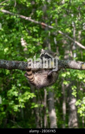United Sates, Minnesota, Raccoon (Procyon lotor), dans un arbre, captif Banque D'Images