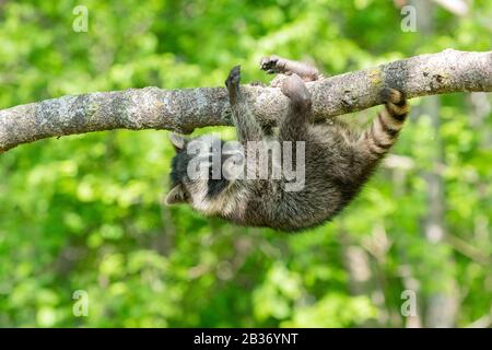 United Sates, Minnesota, Raccoon (Procyon lotor), dans un arbre, captif Banque D'Images
