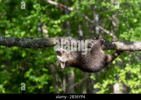 United Sates, Minnesota, Raccoon (Procyon lotor), dans un arbre, captif Banque D'Images