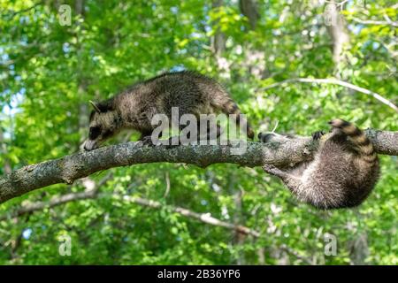 United Sates, Minnesota, Raccoon (Procyon lotor), dans un arbre, captif Banque D'Images