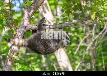 United Sates, Minnesota, Raccoon (Procyon lotor), dans un arbre, captif Banque D'Images
