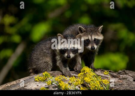 United Sates, Minnesota, Raccoon (Procyon lotor), dans un arbre, captif Banque D'Images