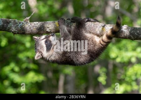 United Sates, Minnesota, Raccoon (Procyon lotor), dans un arbre, captif Banque D'Images