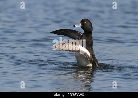 Canard touffé, Aythya fuligula, sur l'eau, Eurasie du Nord, mâle, ailes de frapping ouvertes Banque D'Images