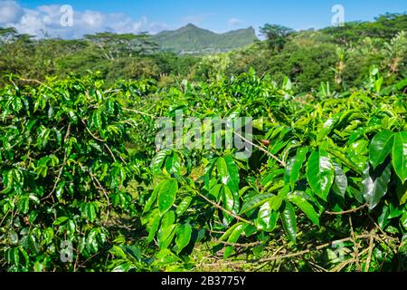 Ile Maurice, Rivière Noire, Chamarel, plantations de café Banque D'Images