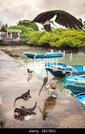 Équateur, archipel des Galapagos, classé au patrimoine mondial par l'UNESCO, l'île Santa Cruz, Puerto Ayora, marché aux poissons, iguanes marins (Amblyrhynchus cristatus), héron gris (Ardea cinerea), superbe frégatebird (Fregata magnifiens), juvéniles et mouettes luttant pour les gauchtovers Banque D'Images