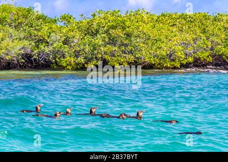 Equateur, Archipel de Galápagos, classé au patrimoine mondial par l'UNESCO, l'île Isabela (Albemarie), Los Tintoreras, Galápagos Penguins (Spheniscus mendiculus) piscine endémique dans l'eau au bord de la mangrove Banque D'Images