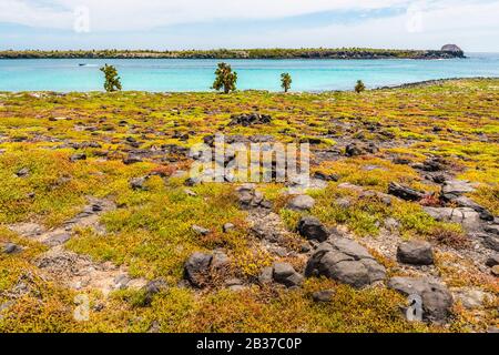 Équateur, archipel des Galapagos, classé au patrimoine mondial par l'UNESCO, île Santa Cruz, Plaza South Island, projet du Parc national pour l'extension des poires au rachion des Galapagos (Opuntia echios) endémiques en préservant les jeunes pousses de prédateurs par maille métallique, avec un système d'irrigation optimisé Banque D'Images