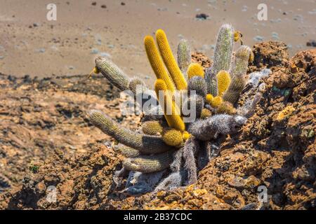 Équateur, archipel des Galapagos, classé au patrimoine mondial par l'UNESCO, l'île Bartolomé, Le Cactus de Lava (Brachycereus nesioticus), fleurit en blanc Banque D'Images