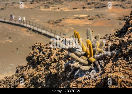 Équateur, archipel des Galapagos, classé au patrimoine mondial par l'UNESCO, l'île Bartolomé, Le Cactus de Lava (Brachycereus nesioticus), fleurit en blanc Banque D'Images