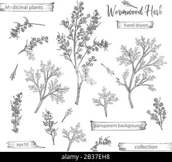 Set tiré à la main de wormwood, vit et fleurs en couleur noire isolé sur fond blanc. Motif rétro vintage. Dessin d'esquisse botanique Illustration de Vecteur