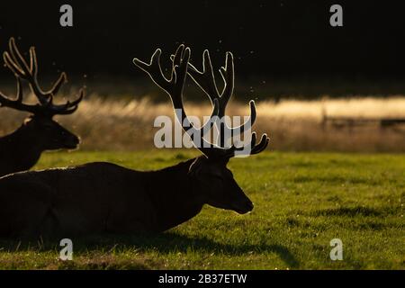 Cerf européen (Cervus elaphus) reposant en contre-jour Banque D'Images