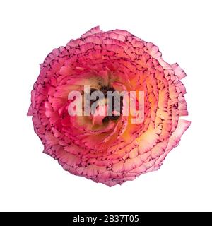 Ranunculus s'épanouit sur le blanc Banque D'Images
