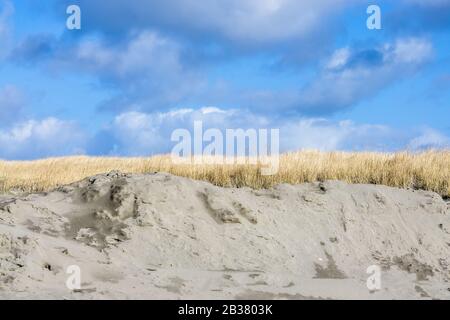 L'herbe pousse sur des dunes de sable sous le ciel bleu à long Beach dans l'État de Washington. Banque D'Images