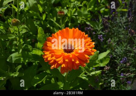 Calendula Officinallis, Pot Marigold Banque D'Images