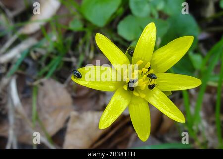 Scharbockskraut mit Rapsglanzkäfern, ficaria verna / pileport avec des coléoptères polliniques, ficaria verna Banque D'Images