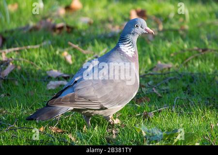 Ringeltaube, columba palumbus / pidgeon en bois commun, columba palumbus Banque D'Images