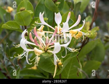 Geißblatt, Lonicera Caprifolium / Honeysuckle italien, Lonicera Caprifolium Banque D'Images