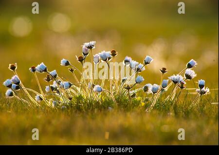 fleurs de marguerite qui ferme les pétales dans un pré au coucher du soleil, saison de printemps Banque D'Images