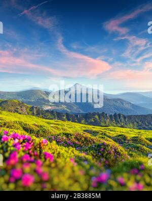 Les fleurs de Rhododendron couvraient la prairie des montagnes en été. Lumière de lever de soleil violette qui brille sur un premier plan. Photographie de paysage Banque D'Images