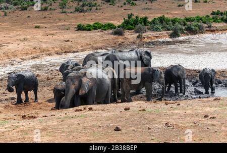 Troupeau de boue couvert d'éléphant d'afrique à un trou d'eau dans le paysage aride du parc national Addo Elephant, Cap oriental, Afrique du Sud Banque D'Images
